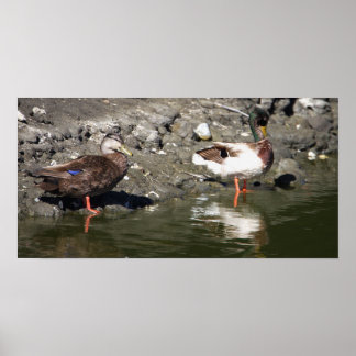 Mallard Ducks Poster