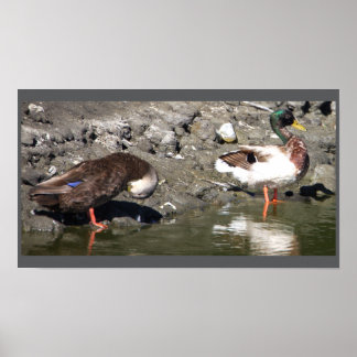 Mallard Ducks Poster