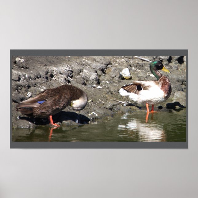 Mallard Ducks Poster (Front)