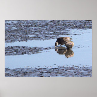 Mallard Ducks Poster