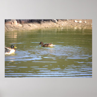 Mallard Ducks Poster
