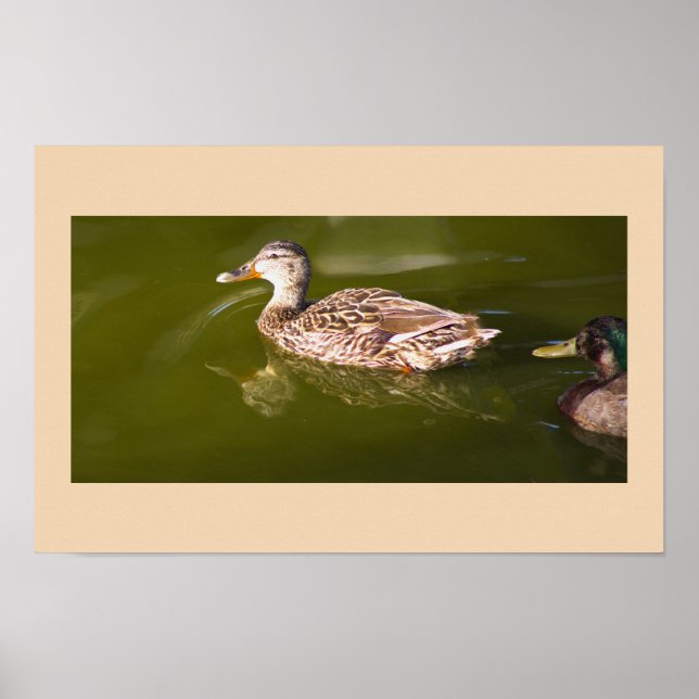 Mallard Ducks Poster (Front)