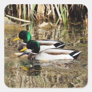 Mallard Ducks Sticker
