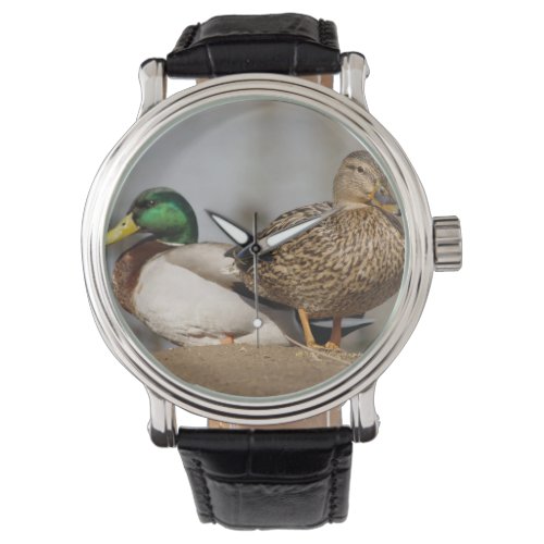 Mallard Ducks Watch