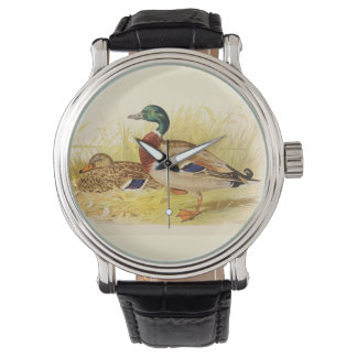 Mallard Ducks Watch