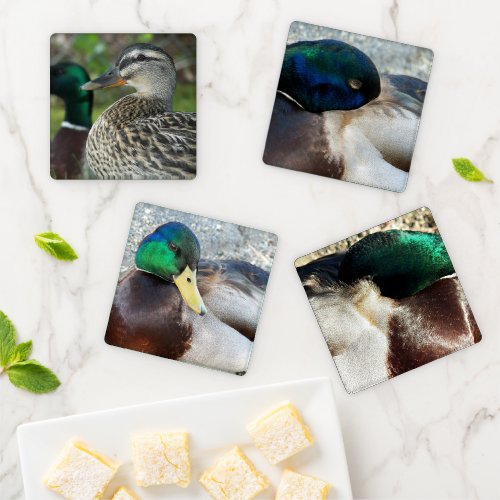 Mallard Ducks Wildlife Photo Coaster Set