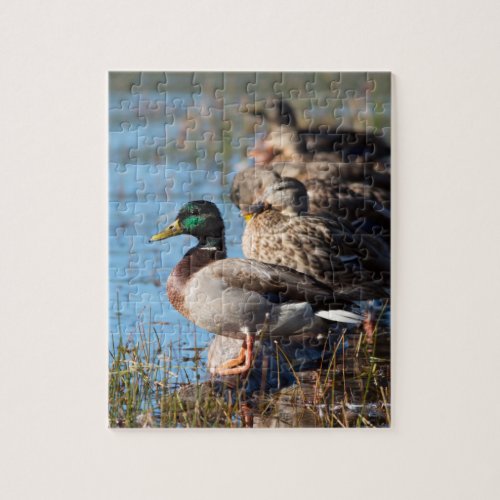Mallard Ducks Wildlife Photo Jigsaw Puzzle