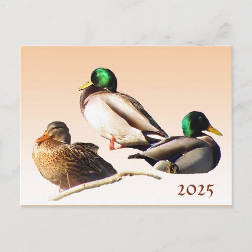 Mallard Ducks with 2025 Calendar on Back Postcard