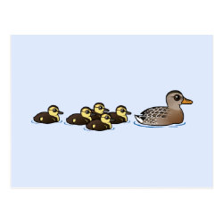 Mallard & five ducklings Postcard