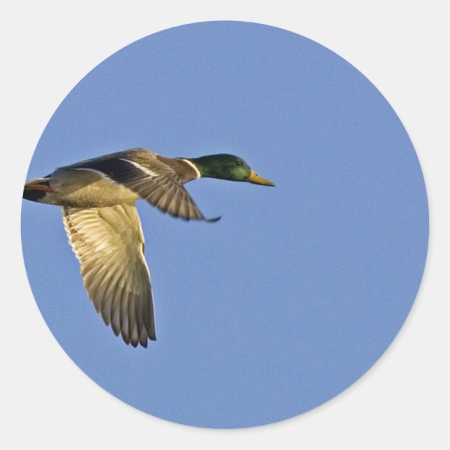 Mallard flying classic round sticker (Front)