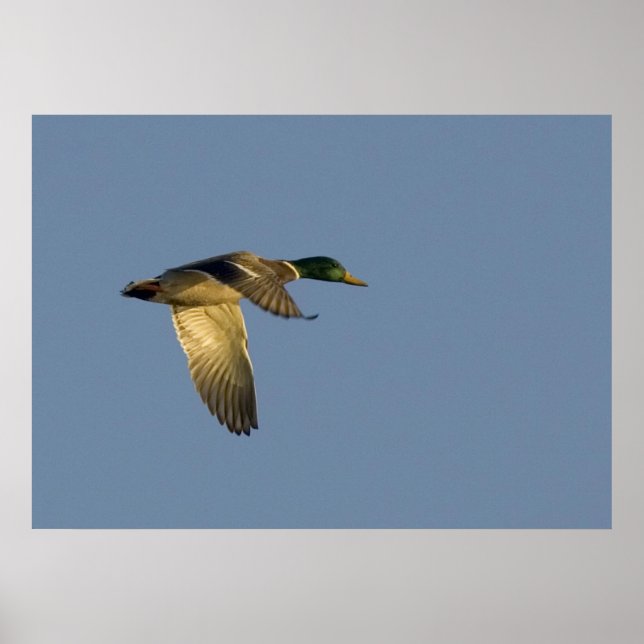 mallard flying in open sky poster (Front)