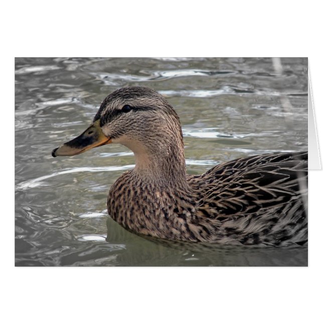 Mallard Hen Cards (Front Horizontal)