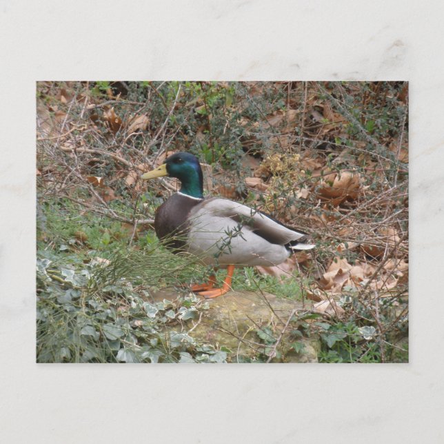 Mallard in Regent's Park Postcard (Front)