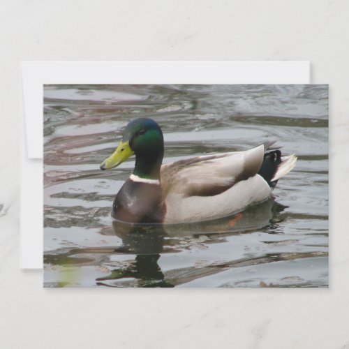 Mallard Custom Invitation
