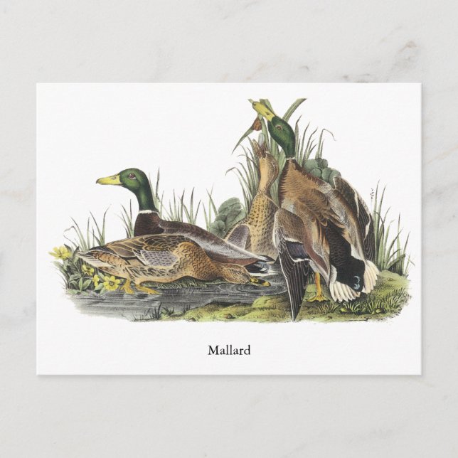 Mallard, John Audubon Postcard (Front)