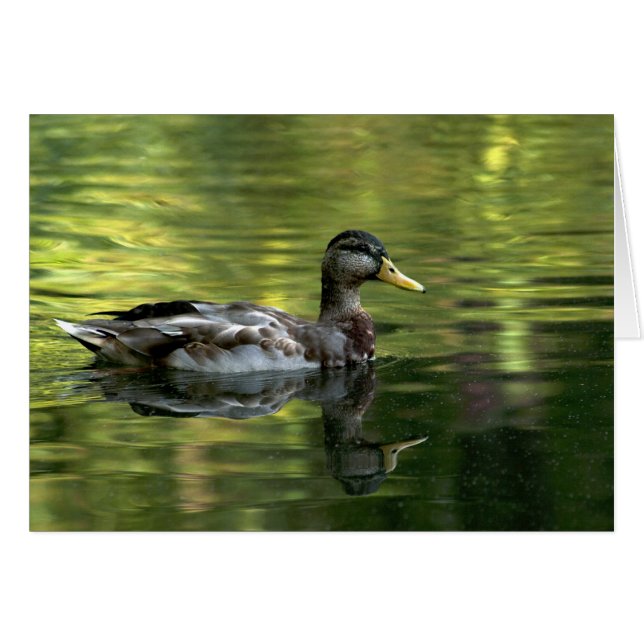 Mallard Mirrored On Green Water (Front Horizontal)