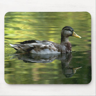 Mallard Mirrored On Green Water Mouse Pad