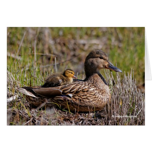 Mallard Mom with Duckling Onboard Cards (Front Horizontal)