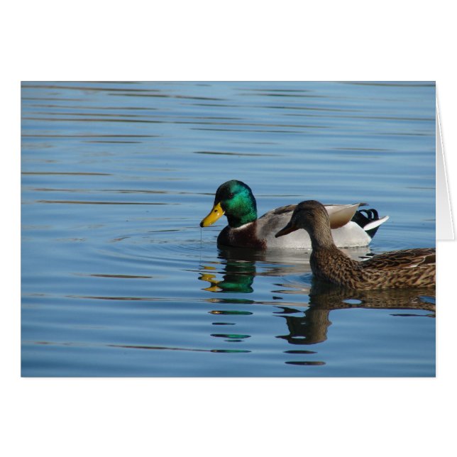 Mallard Pair Cards (Front Horizontal)