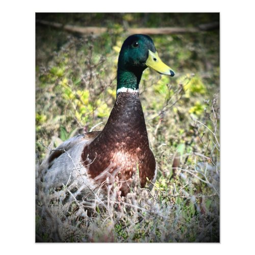 Mallard Photo Print