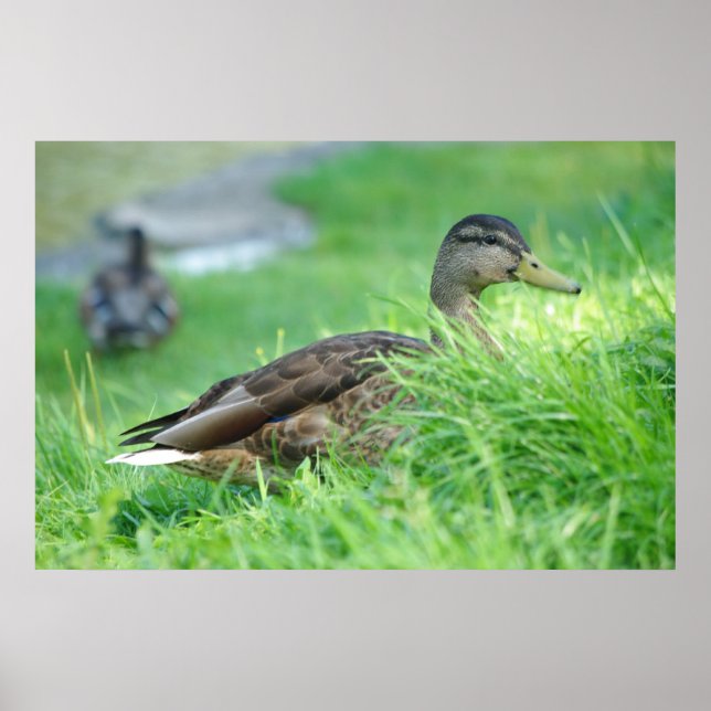Mallard Poster (Front)