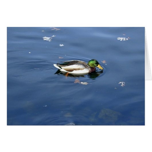 Mallard Shimmer card (Front Horizontal)