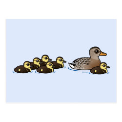 Mallard & six ducklings Postcard
