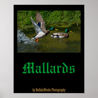 Mallard Take-off Poster
