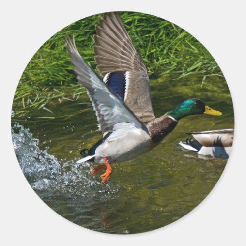 Mallard Take_off Sticker