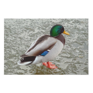 Mallard Wild Duck Standing On Frozen Lake Faux Canvas Print