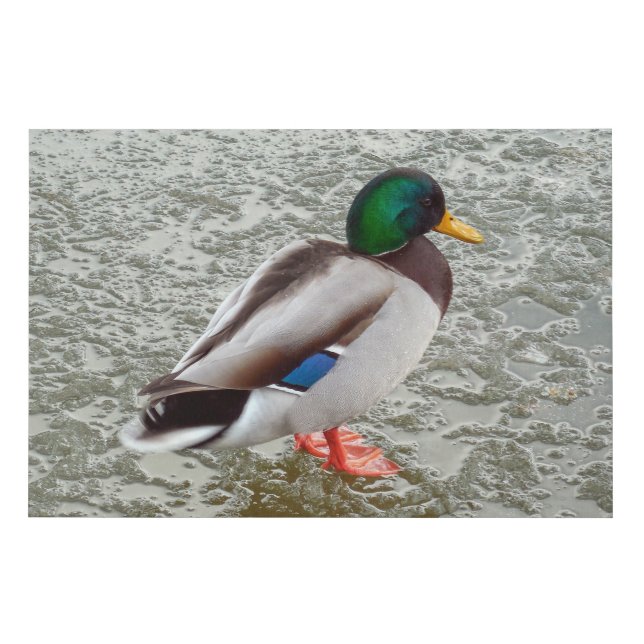 Mallard Wild Duck Standing On Frozen Lake Faux Canvas Print (Front)