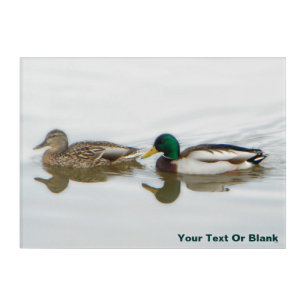 Mallards Acrylic Print