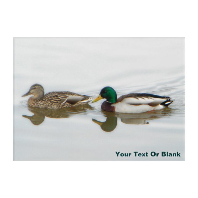 Mallards Acrylic Print (Front)