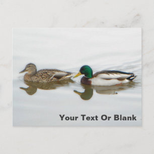 Mallards Announcement Postcard