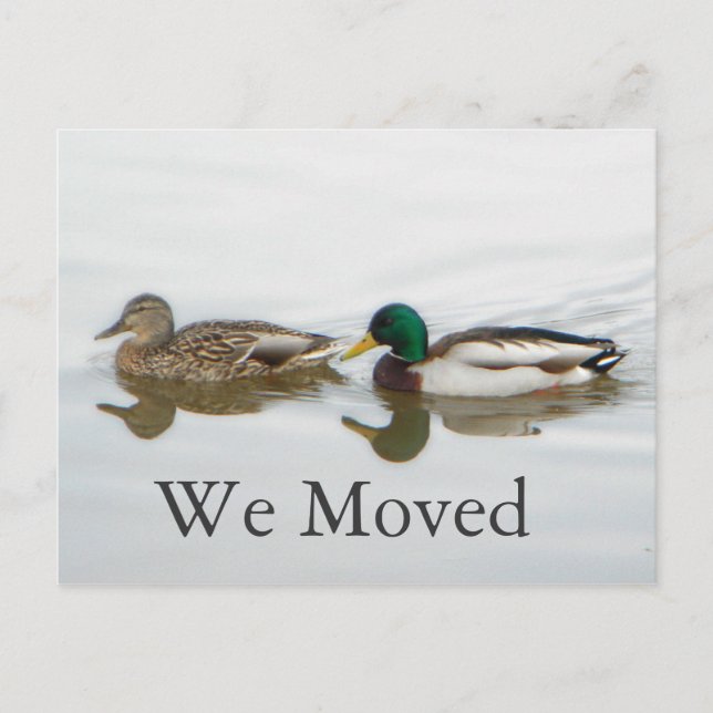 Mallards Announcement Postcard (Front)