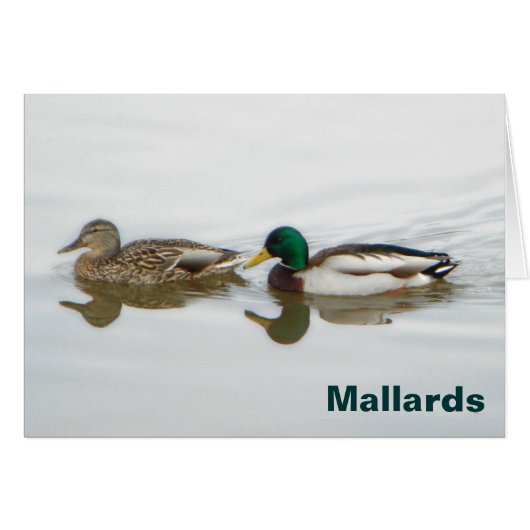 Mallards Cards (Front Horizontal)