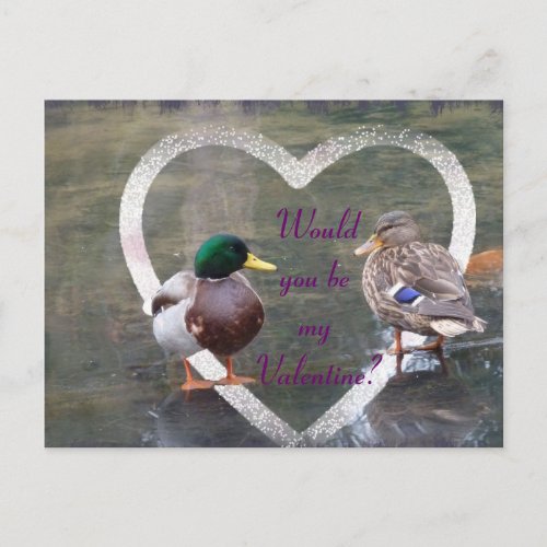 Mallards courtship holiday postcard