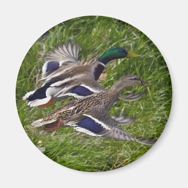 Mallards Flying Magnet (Front)