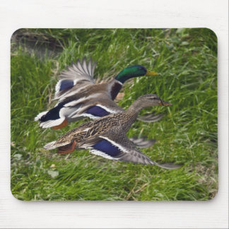 Mallards Flying Mouse Pad