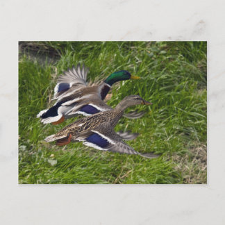 Mallards Flying Postcard