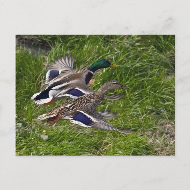 Mallards Flying Postcard (Front)