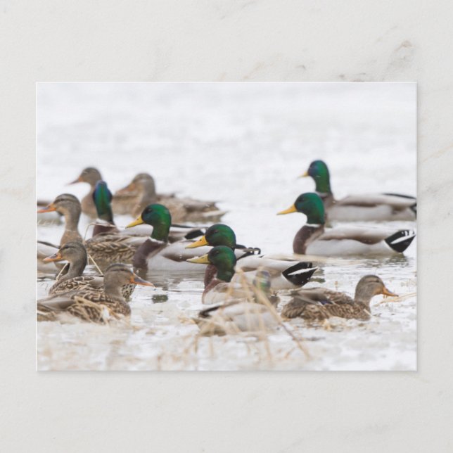 Mallards in wetland in winter postcard (Front)