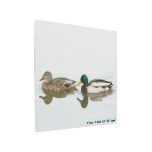 Mallards Metal Print