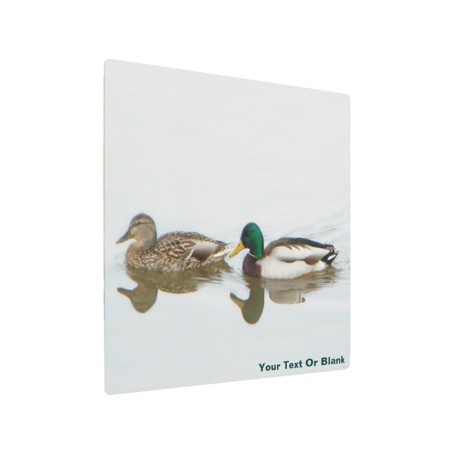 Mallards Metal Print (Angled)