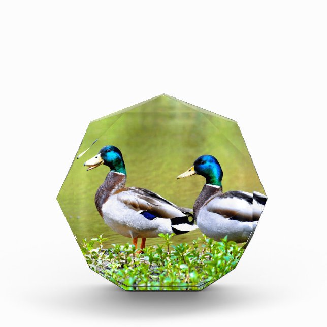 Mallards on the bank of pond acrylic award (Front)