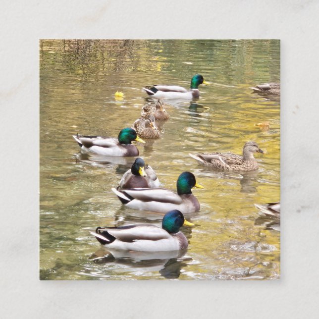 Mallards on the pond enclosure card (Front)