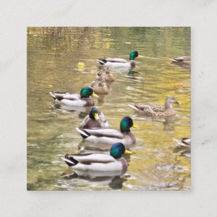 Mallards on the pond enclosure card