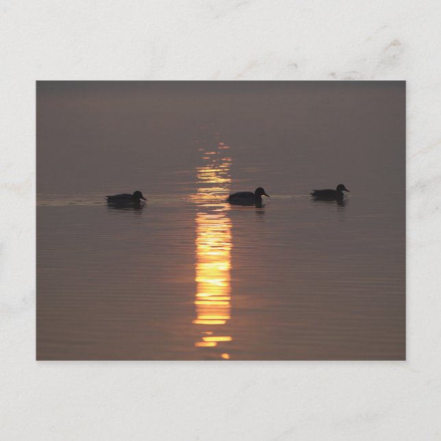 Mallards Post card (Front)