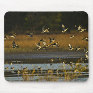 Mallards rising from water mouse pad