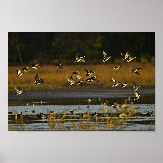 Mallards rising from water poster (Front)